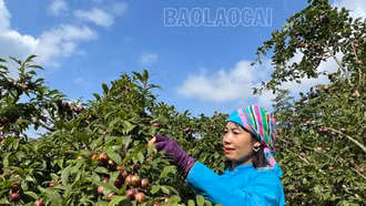 Mận chín sớm ngọt “mềm môi” trên cao nguyên Bắc Hà
