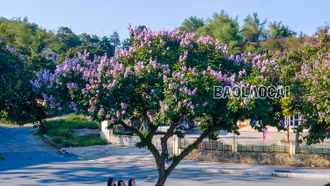 Sắc tím hoa bằng lăng 