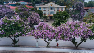 Bằng lăng "nhuộm tím" các phố phường Lào Cai