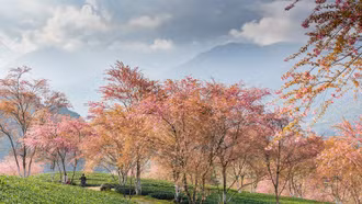 Du khách thích thú đến Check-in đồi chè Ô Long Sa Pa
