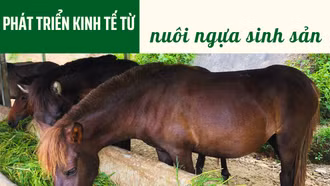 Phát triển kinh tế từ nuôi ngựa sinh sản