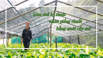 Làm chủ kỹ thuật nhân giống chuối bằng nuôi cấy mô