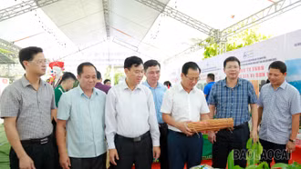 Phát triển bền vững ngành hàng quế