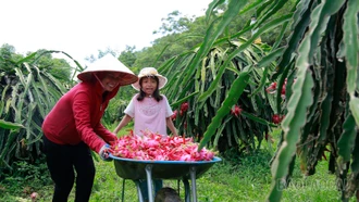 Về Bảo Yên mùa thanh long chín đỏ