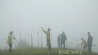 Bảo Yên: Ngăn chặn, xử lý tháo dỡ các chòi bẫy chim hoang dã