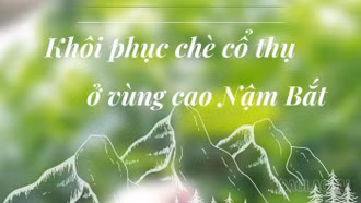 Khôi phục chè cổ thụ ở vùng cao Nậm Bắt