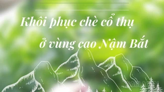 Khôi phục chè cổ thụ ở vùng cao Nậm Bắt