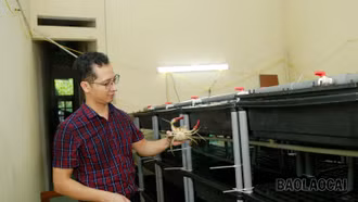 Độc đáo mô hình nuôi cua biển trong nhà đầu tiên tại Lào Cai