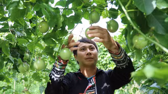 Đồng bào Dao Điện Quan được mùa chanh leo