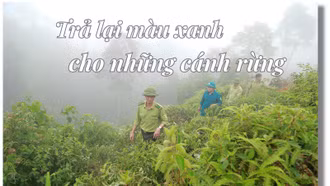 Trả lại màu xanh cho những cánh rừng