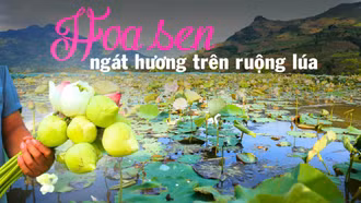 Hoa sen ngát hương trên ruộng lúa