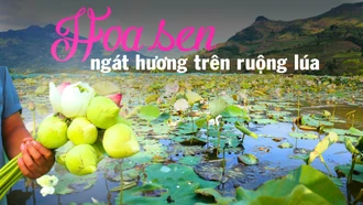 Hoa sen ngát hương trên ruộng lúa