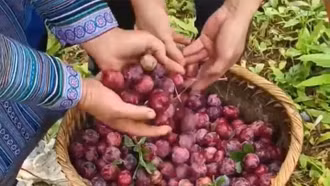 Si Ma Cai mùa mận chín