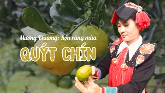 Mường Khương: Rộn ràng mùa quýt chín