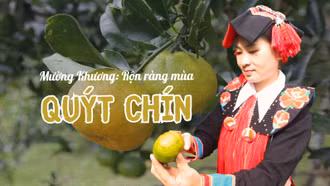 Mường Khương: Rộn ràng mùa quýt chín