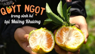 Quýt ngọt trong sinh kế tại Mường Khương