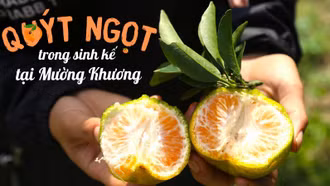 Quýt ngọt trong sinh kế tại Mường Khương