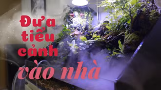 Đưa tiểu cảnh vào nhà