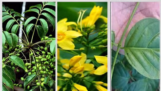 Cấp cứu thành công 2 bệnh nhân ngộ độc lá ngón