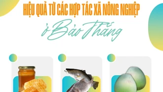 Hiệu quả từ các hợp tác xã nông nghiệp ở Bảo Thắng