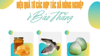 Hiệu quả từ các hợp tác xã nông nghiệp ở Bảo Thắng