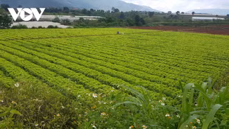 Giảm phát thải trong canh tác nông nghiệp, thước đo giá trị nông sản