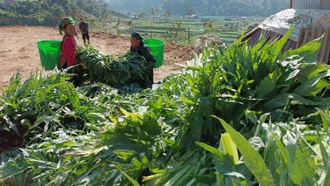 Giá lá actiso tăng, nông dân Sa Pa phấn khởi thu hoạch