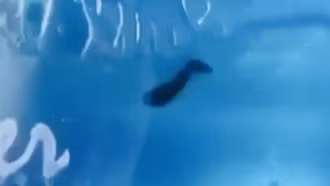 Cơ quan chức năng vào cuộc vụ phát hiện đỉa trong bình nước uống còn nguyên tem