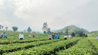 Tập huấn quy trình canh tác chè VietGAP gắn với triển khai mô hình du lịch sinh thái