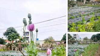 Xử lý trường hợp người dân trồng gần 300 cây anh túc trong vườn nhà