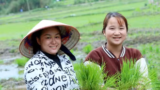 Rộn ràng mùa cấy lúa bên dòng Nậm Luông