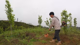 Bắc Hà: Tập huấn kỹ thuật trồng và chăm sóc lê VH6 theo hướng công nghệ cao