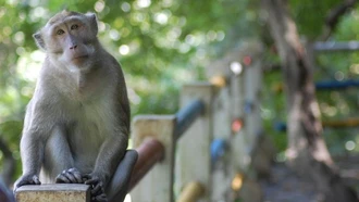 Không có nguy cơ lây nhiễm virus B tại Indonesia