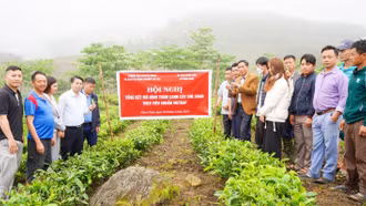 Tổng kết mô hình thâm canh cây chè Shan theo tiêu chuẩn VietGAP tại xã Nậm Chảy