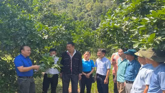 Sẽ chuyển đổi hơn 330 ha đất trồng lúa kém hiệu quả sang cây trồng khác trong năm 2024