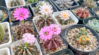 Độc đáo thú chơi sen đá