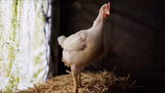 Thế giới trước nỗi lo bùng phát dịch cúm gia cầm trên người