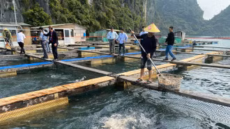 Ngành thủy sản hướng tới mục tiêu xuất khẩu đạt hơn 10 tỷ USD