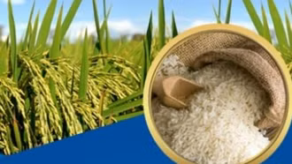 Thủ tướng chỉ thị đảm bảo an ninh lương thực, thúc đẩy sản xuất, xuất khẩu gạo bền vững