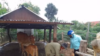 Phát sinh ổ dịch 39 con trâu, bò lở mồm long móng ở Gia Lai