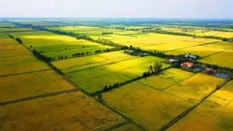 Không trực tiếp sản xuất nông nghiệp có được phép nhận chuyển nhượng đất trồng lúa?