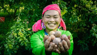 Mường Khương vào mùa thu hoạch mận Tam hoa