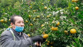 Nông dân thu hơn 100 tỷ đồng từ cây quýt