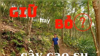 "Giữ" hay "bỏ" cây cao su