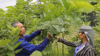 Vực lại nghề trồng dâu nuôi tằm