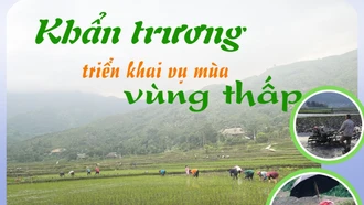 Khẩn trương triển khai sản xuất vụ mùa vùng thấp