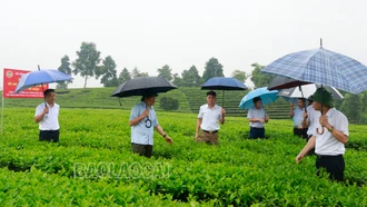 Đánh giá mô hình canh tác chè bằng phân bón hữu cơ tại xã Phú Nhuận