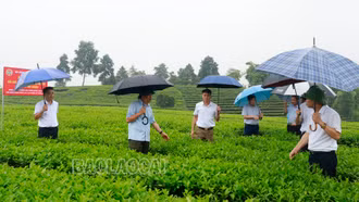 Đánh giá mô hình canh tác chè bằng phân bón hữu cơ tại xã Phú Nhuận