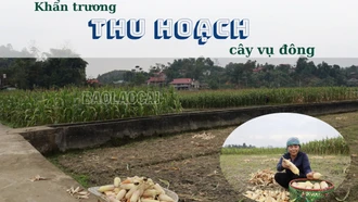 Khẩn trương thu hoạch cây vụ đông