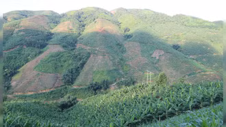 Cần có chiến lược phát triển vùng trồng chuối bền vững